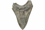 Serrated, 4.91" Fossil Megalodon Tooth - South Carolina - #203066-1